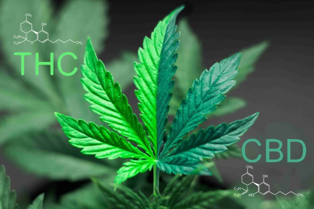A vibrant green marijuana leaf centered between the chemical structures and text labels for THC and CBD, symbolizing the primary cannabinoids found in the cannabis plant.