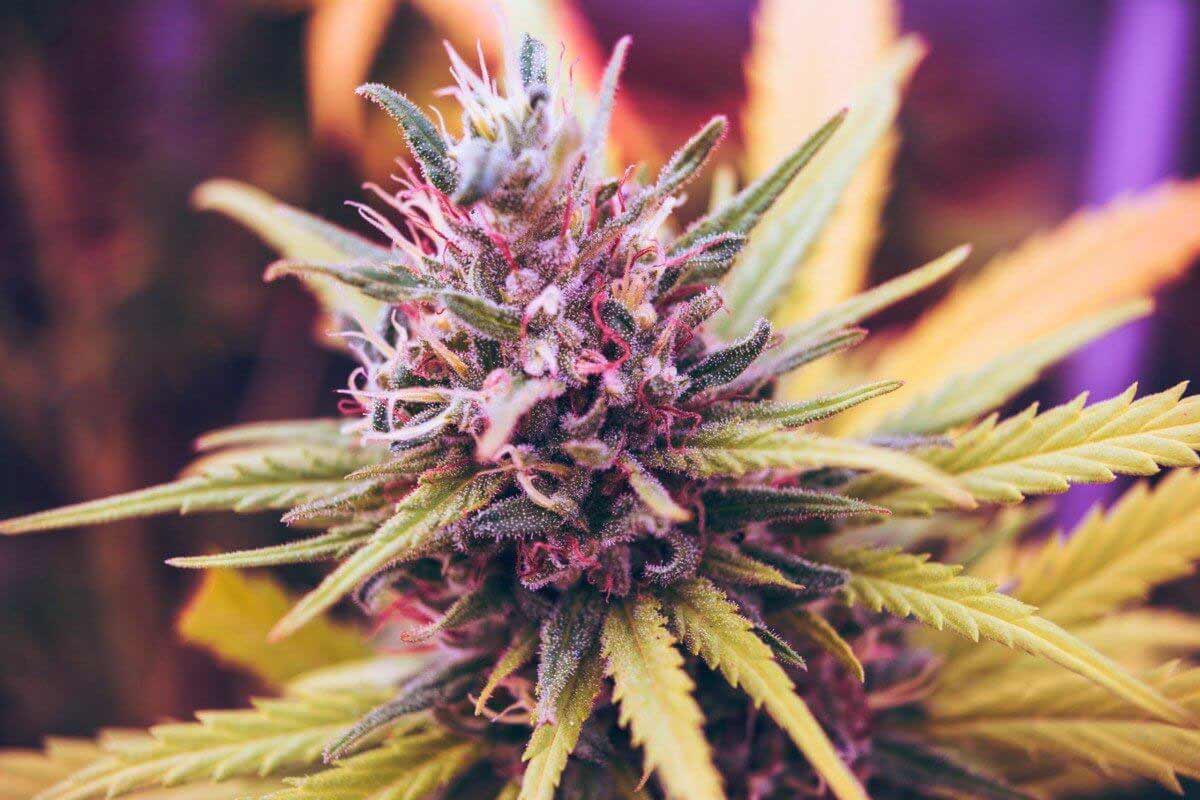 Medical Marijuana Flower