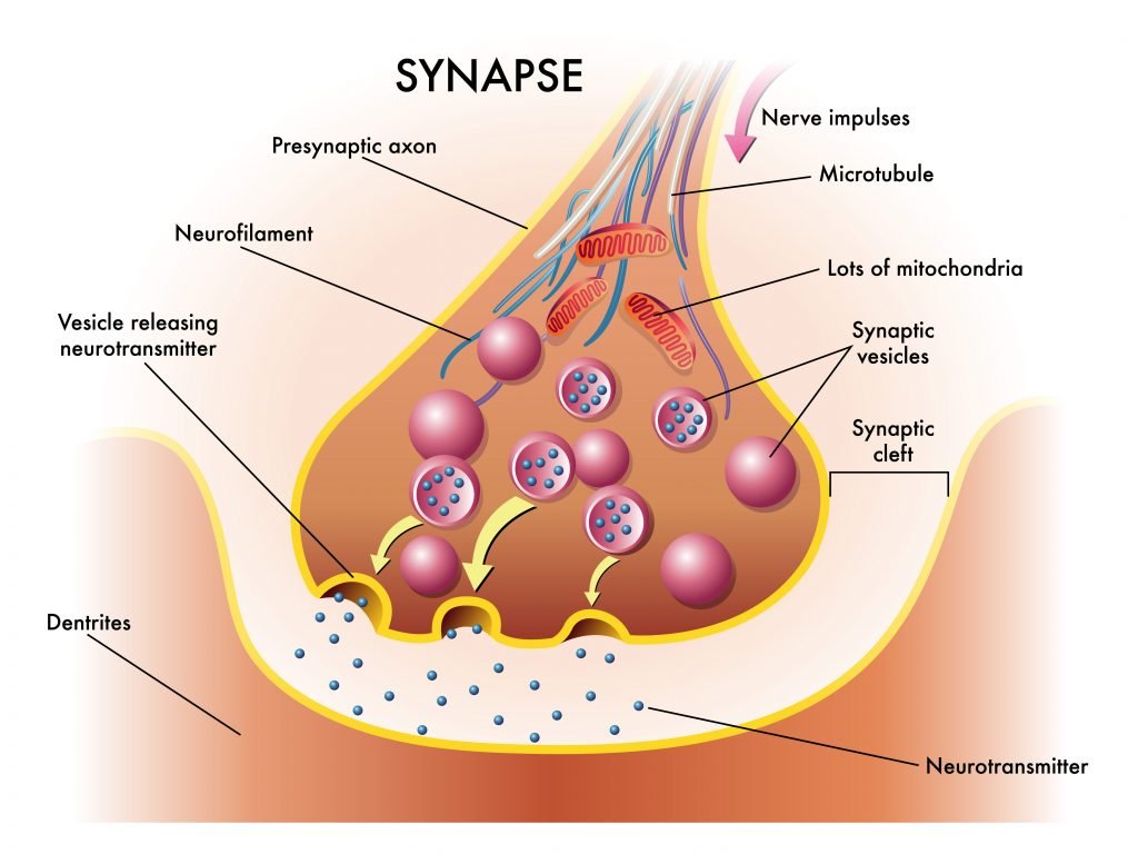 Illustration of the synaptic nerve impulse