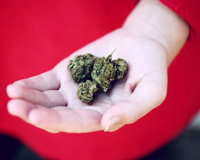 Someone holding a palmful of dried cannabis flower.