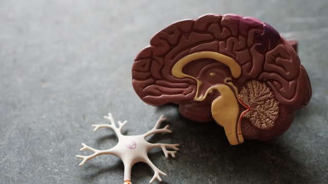 a plastic 3d model of a brain