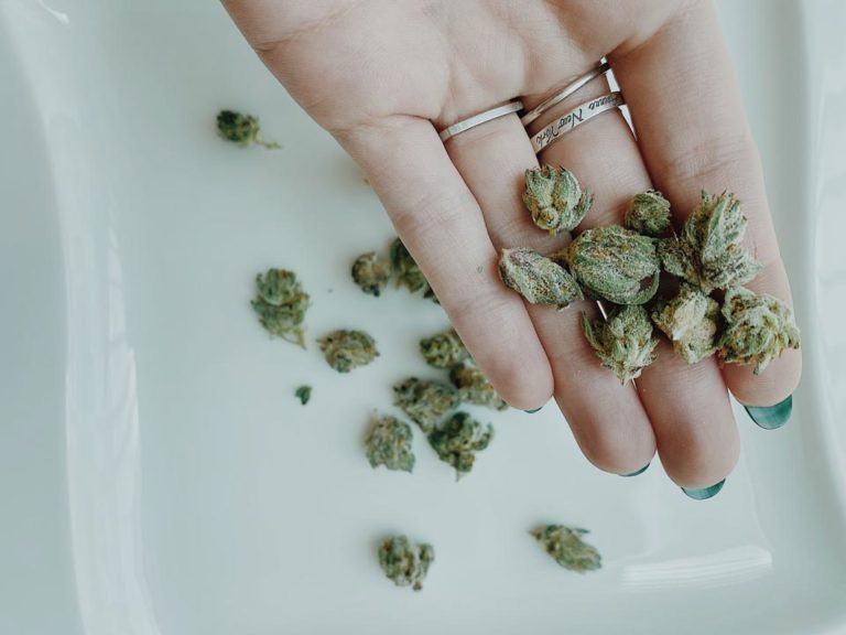 Someone’s hand holding a bunch of small dried cannabis flowers.