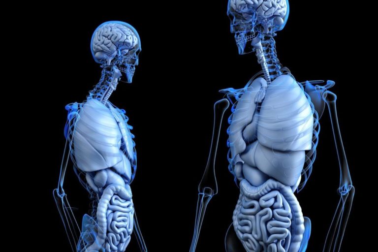 A graphic of a 3d map of the human skeletal system and organs