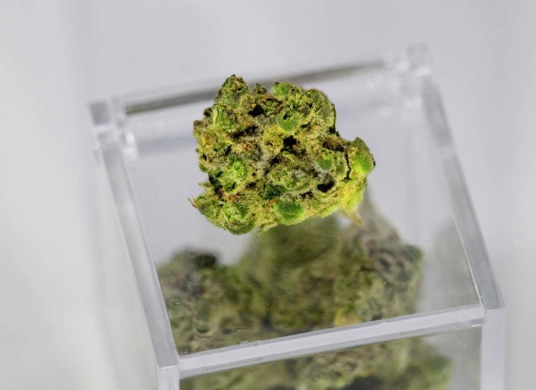 Marijuana for clinical use.