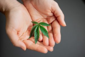A person holding a cannabis leaf in both hands