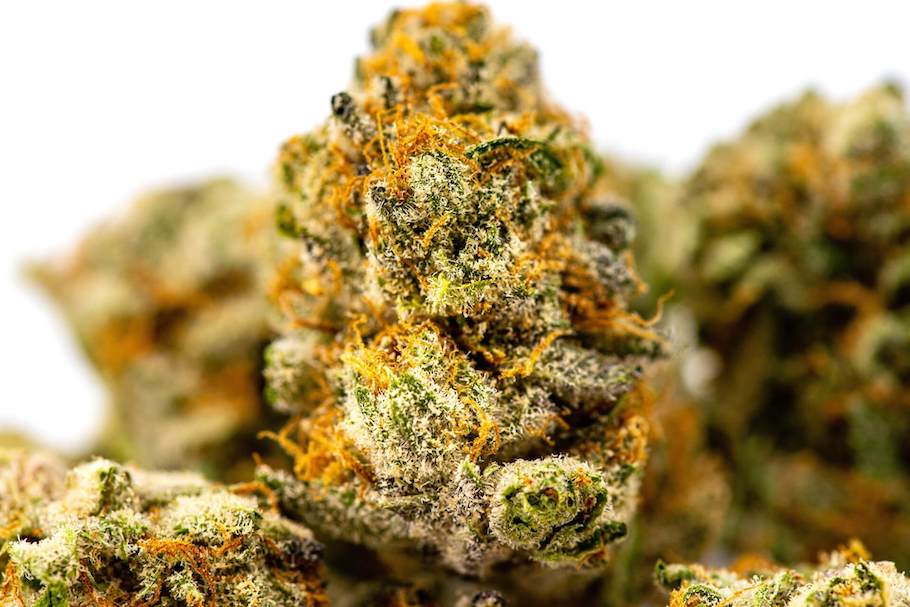 a closeup of marijuana flower