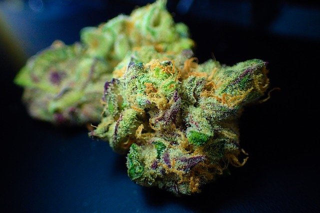 Cannabis bud close-up