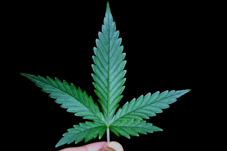 Cannabis plant