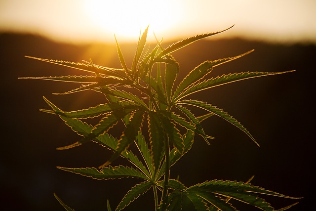 hemp cannabis plant