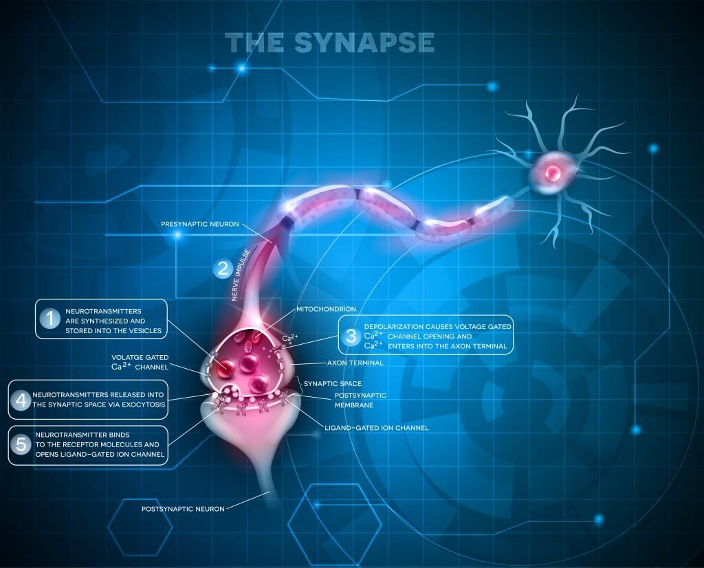 Illustration showing how a synapse sends messages between neurons