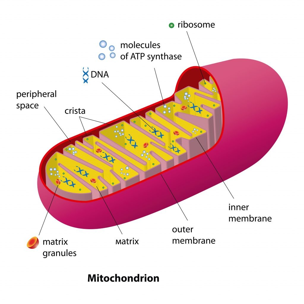 Illustration of mitochondria interior
