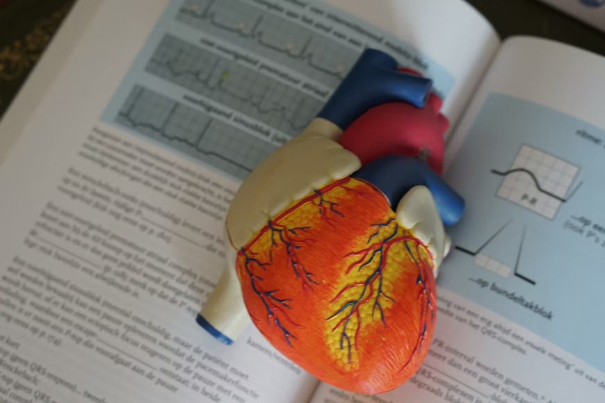 Model of a human heart sitting on a textbook