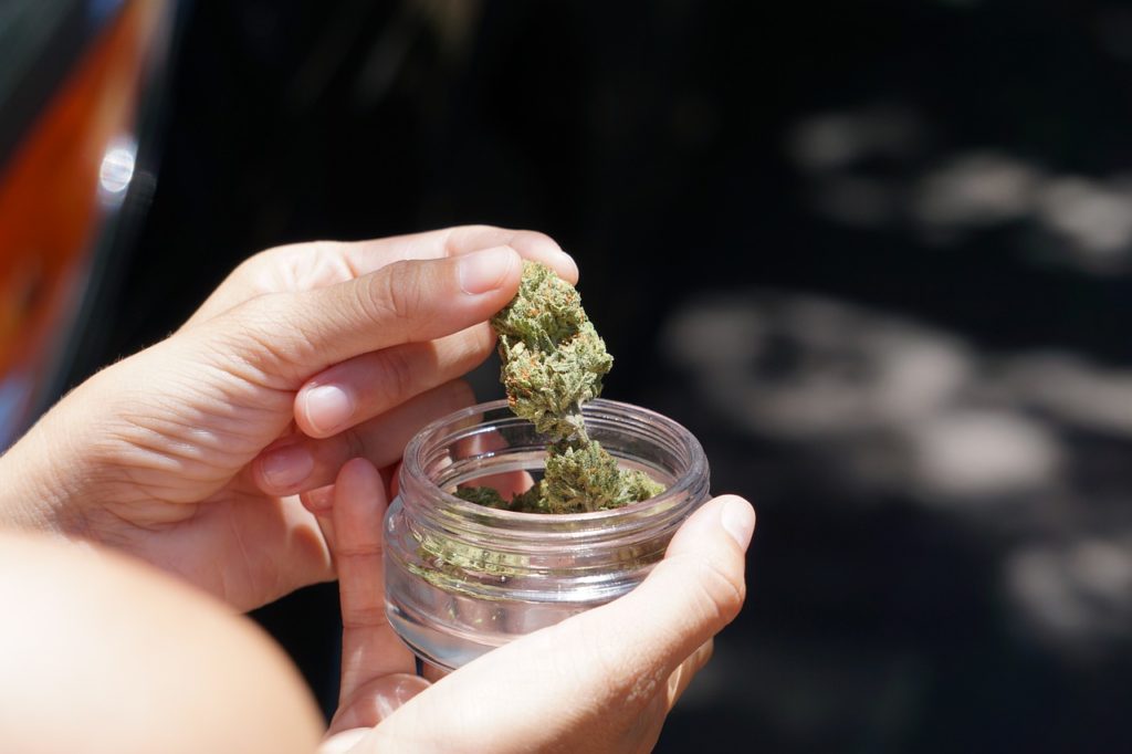 A person's hands holding a clear glass cannabis flower jar and lifting out a large, dense green bud to inspect its quality and texture in natural sunlight.