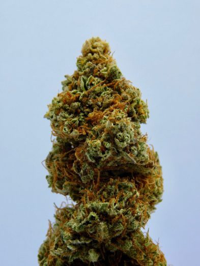 Close-up of a marijuana bud with orange trichomes