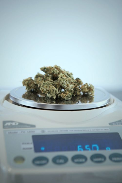 Weed being measured on a scale