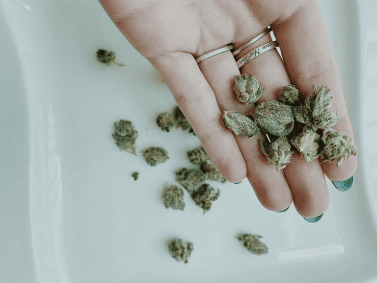 A woman’s hand holding an assortment of small dried cannabis flowers