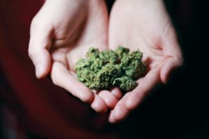 A person holding cannabis buds