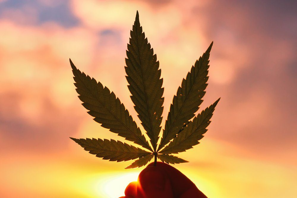 Close-up of a cannabis leaf against the sunset