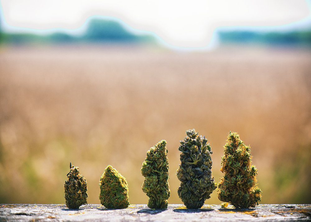 Cannabis buds lined up on a fence in order of height