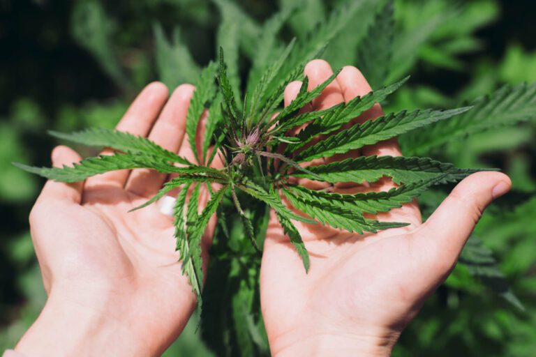 hand holding marijuana leaves