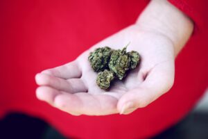 Cannabis buds on a person’s palm