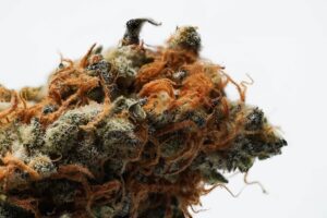 Close-up of a cannabis bud