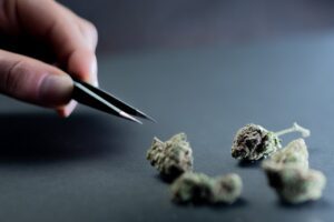 A hand with tweezers picking cannabis buds