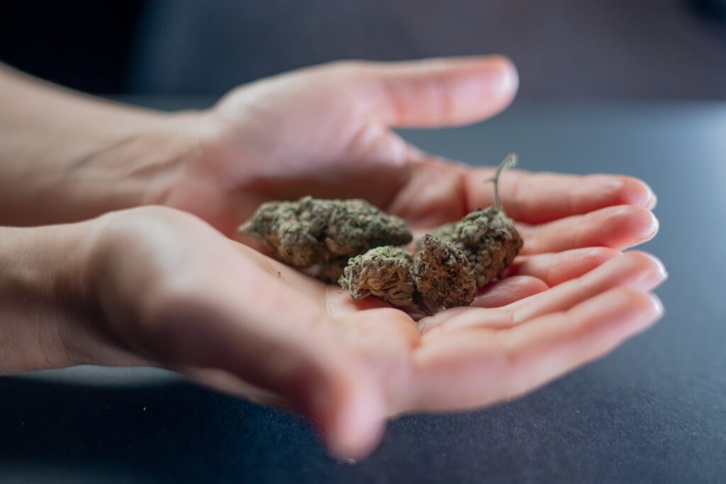 Cannabis buds in a person’s hand