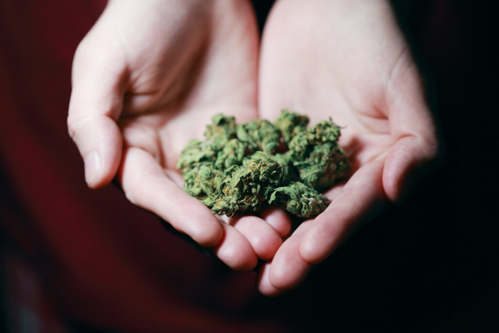 A person holding cannabis buds in both hands
