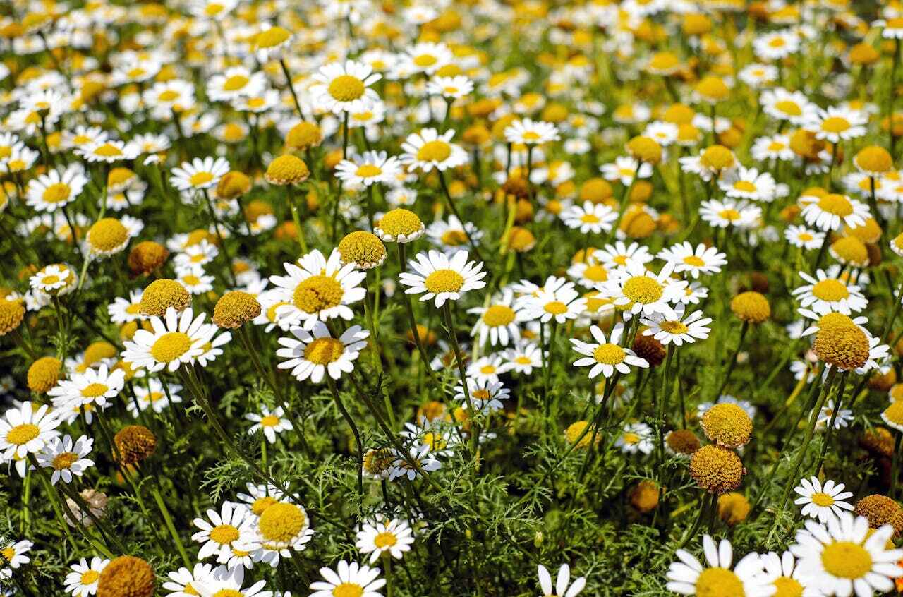 Chamomile flowers