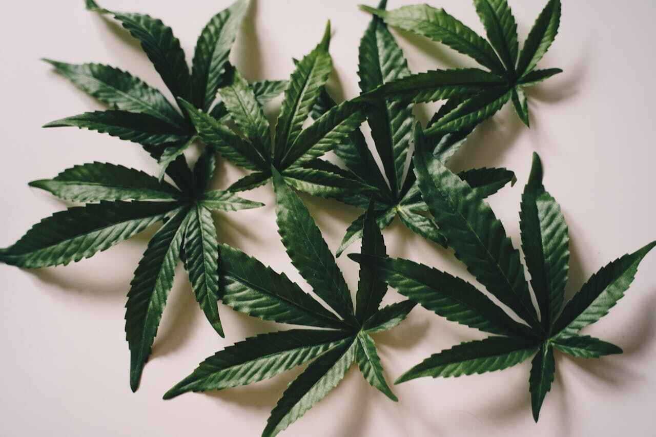 Cannabis leaves