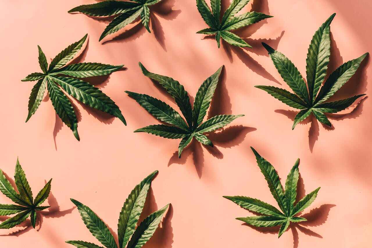 Marijuana leaves on a pink surface