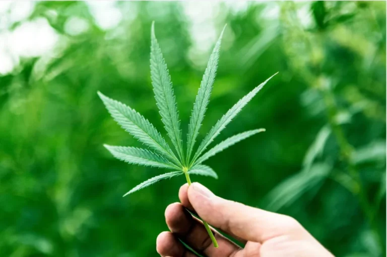 Is recreational marijuana legal in Florida? 2025 update showing a hand holding cannabis with palm trees in the background