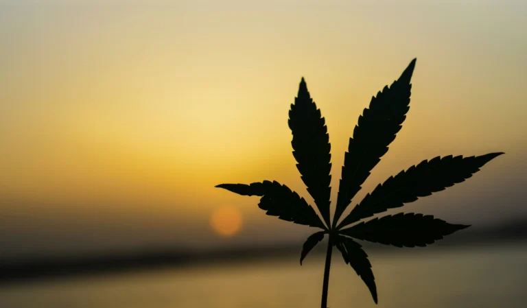 Cannabis leaf silhouette against sunset sky symbolizing Arkansas medical marijuana card renewal FAQs.