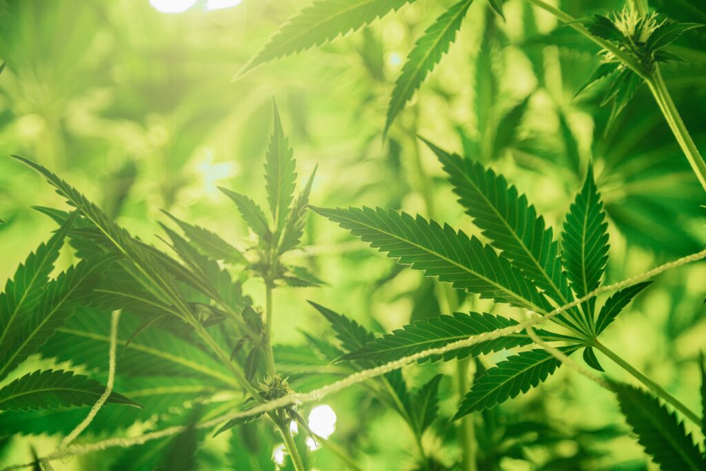 Arkansas MMJ Card Application