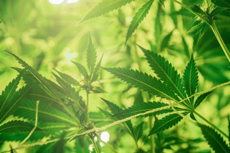 Arkansas MMJ Card Application