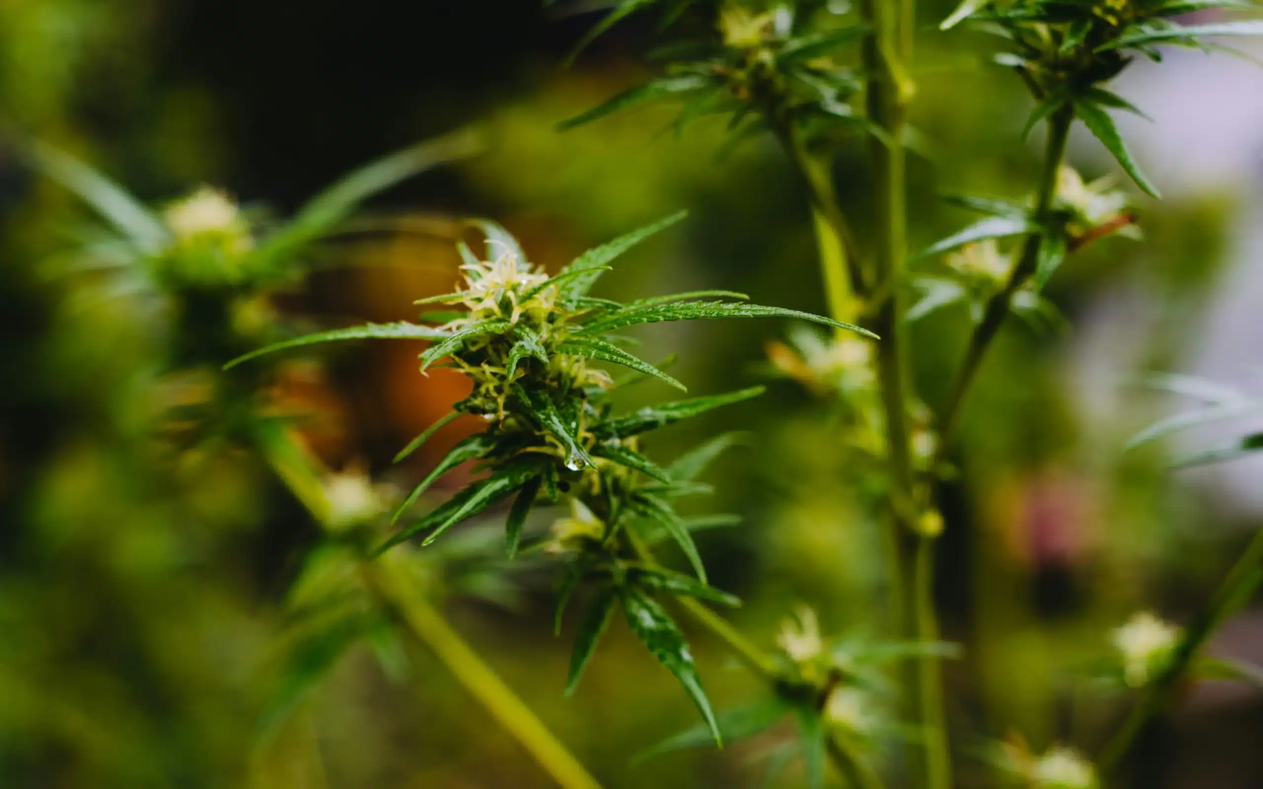 Close-up of a flowering cannabis plant highlighting aromatic compounds, illustrating a List of Terpenes and Effects found in marijuana.