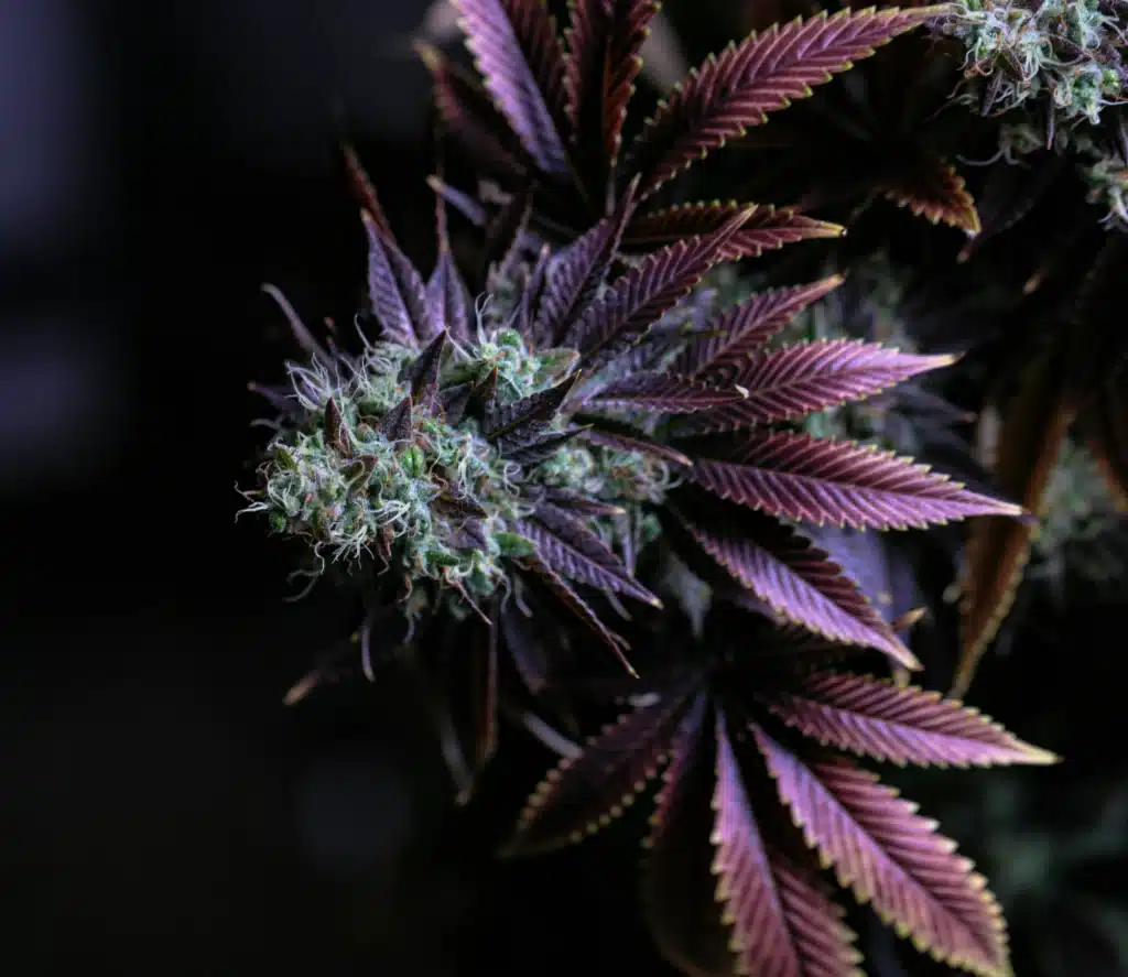 Close-up of purple weed cannabis buds with deep violet leaves and visible trichomes.