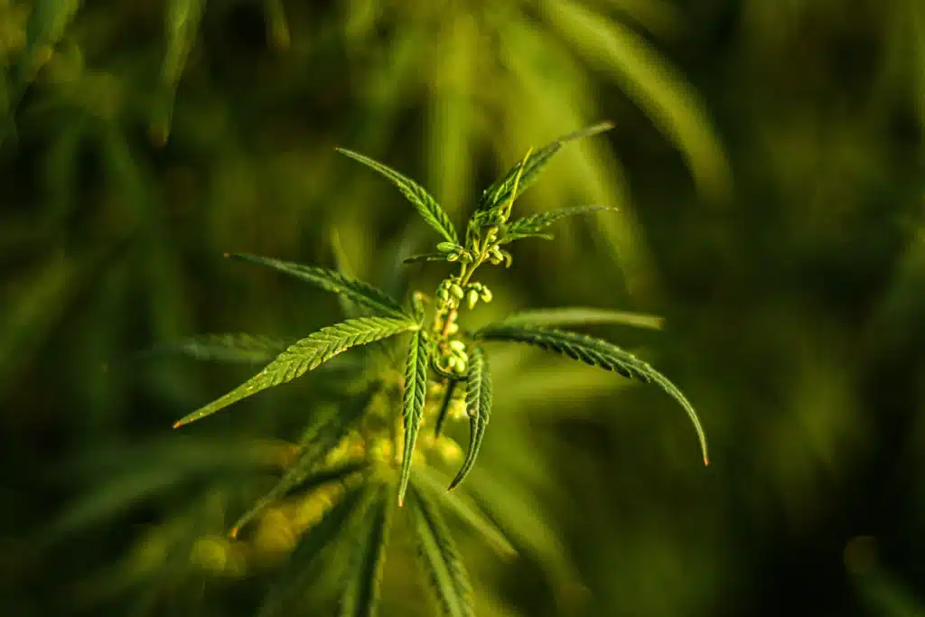 Cannabis plant close-up illustrating freshness and storage factors related to how long is weed good for.