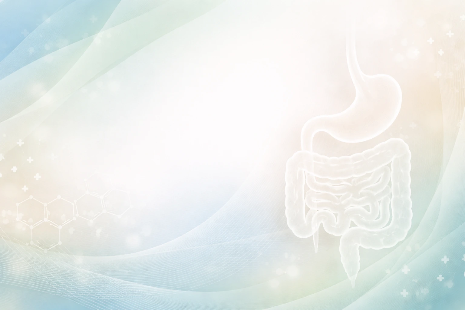 Illustration of the digestive system used to explain is IBS an autoimmune disease