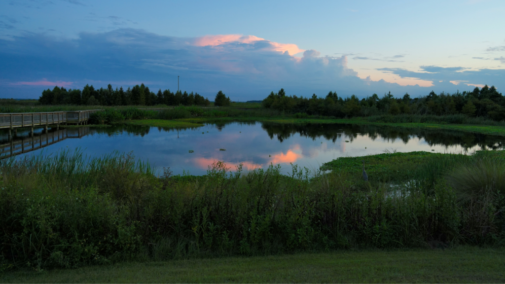 A calm Gainesville lake at dusk reflecting a colorful sunset sky, surrounded by dense green reeds and grass.